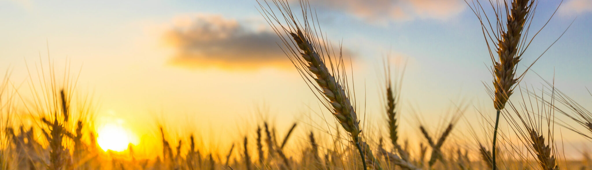 Power of Participatory Grantmaking A Conversation with Food & Farm