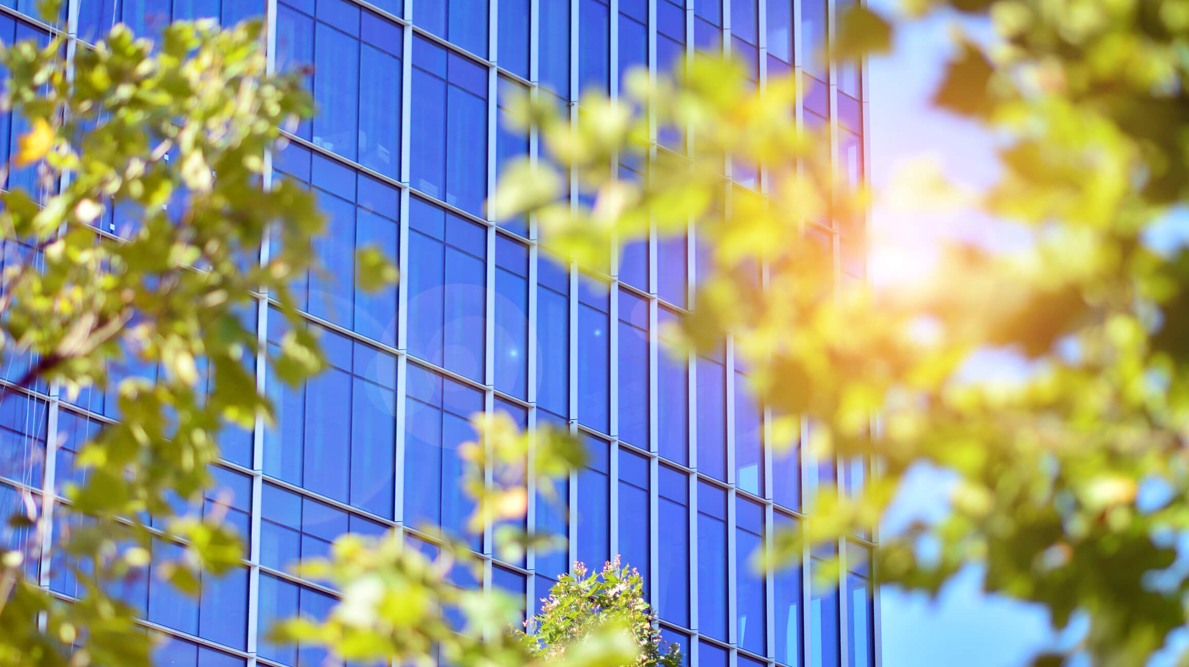 High Rise Office Building Trees in Foreground